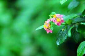 五彩花