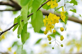 黄槐