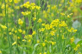 油菜花