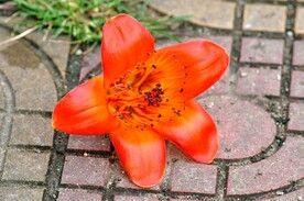木棉花