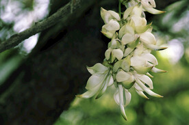 禾雀花