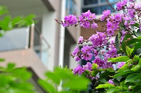 芙蓉花