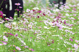 格桑花