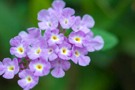 花卉