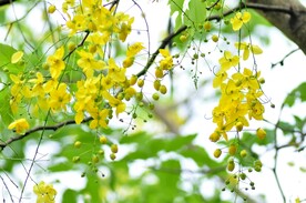 花槐