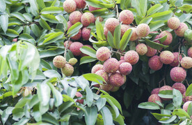荔枝