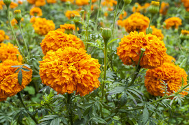 非洲菊