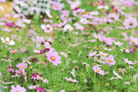 格桑花