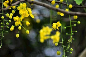 黄槐
