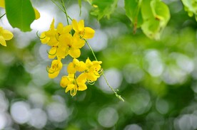 黄槐花