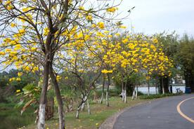 黄花风铃木