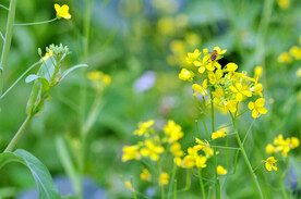 油菜花