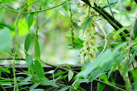 窦娇花