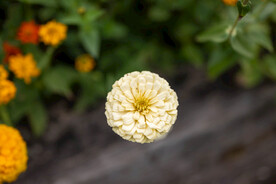 雏菊 