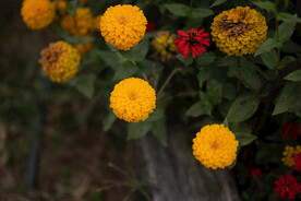 雏菊 