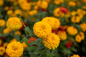 雏菊