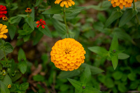雏菊 