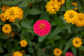 雏菊 