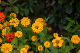 雏菊 