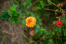 雏菊 