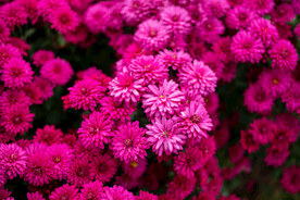 雏菊 