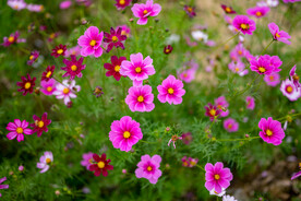 雏菊 