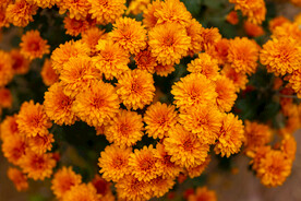 雏菊 