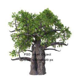 景观树树木免扣PSD素材