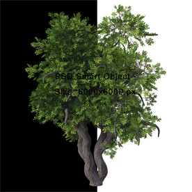 景观树树木免扣PSD素材
