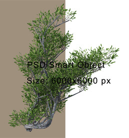 景观树树木免扣PSD素材