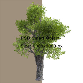 景观树树木免扣PSD素材