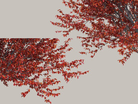 景观树枝树叶元素PSD素材