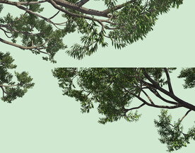 景观树枝树叶元素PSD素材