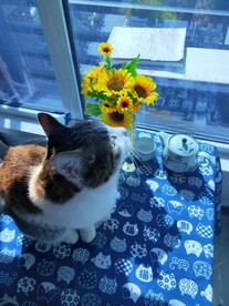 猫咪沐浴阳光