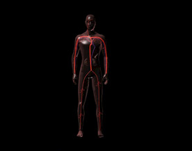 C4D模型人体静脉