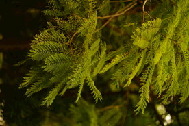 植被