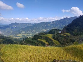 高山水稻
