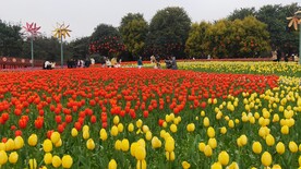 郁金香花海