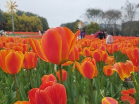 郁金香