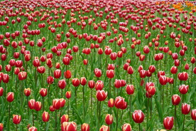 郁金香花海