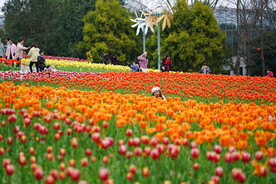 郁金香花海