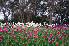 郁金香花海