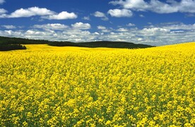 油菜花地