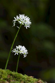 鲜花