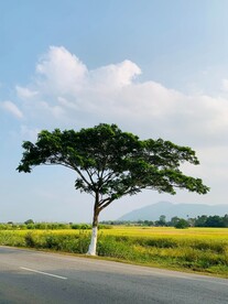 大自然