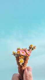 小菊花
