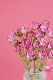玫瑰花