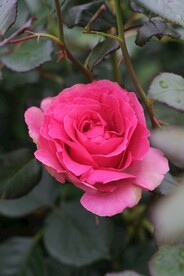 玫瑰花