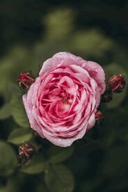 鲜花