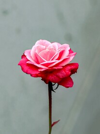玫瑰